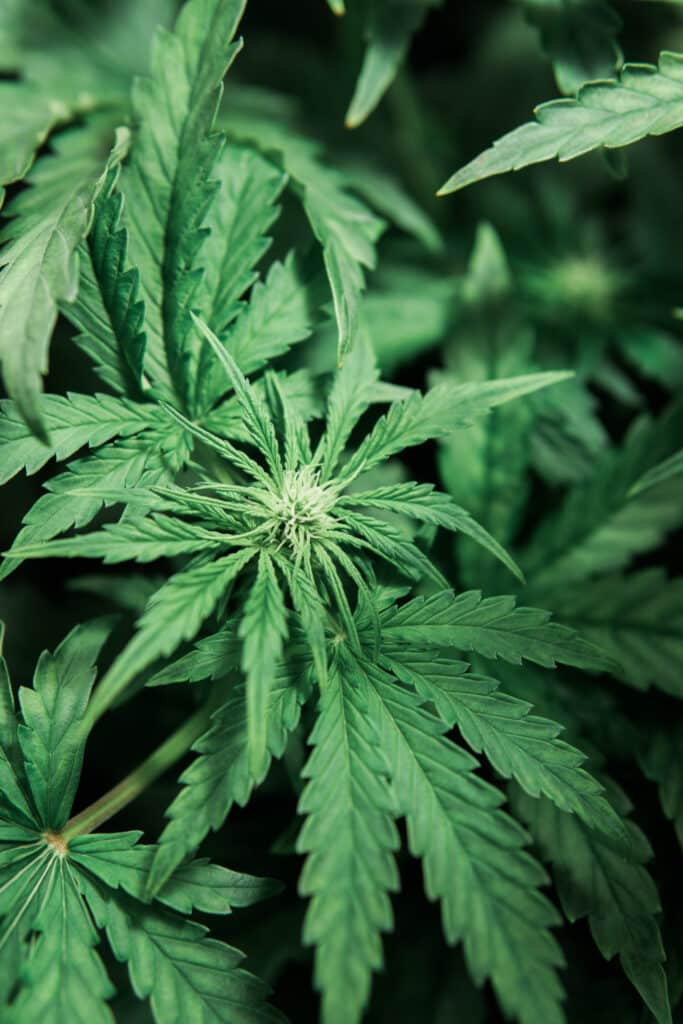 Weed for recreational purposes. The concept of indoor marijuana. Indoor grow weed cultivation. Cannabis growing in the grow tent. THC and CBD in pot. Growing cannabis. Vertical shot